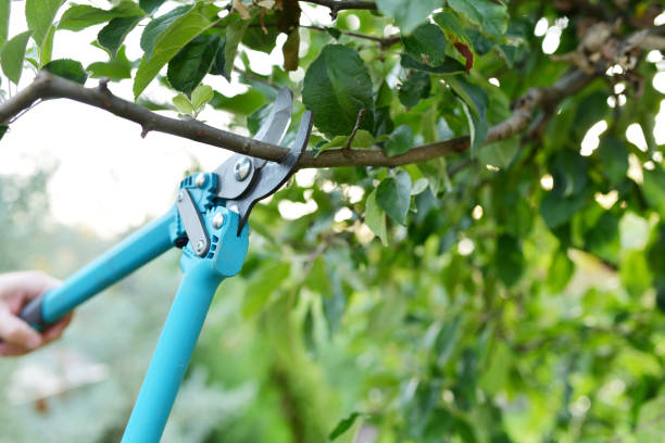 Best Tree Pruning Services  in USA